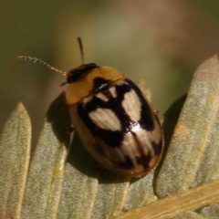 Peltoschema hamadryas at Turner, ACT - 10 Oct 2023 02:49 PM