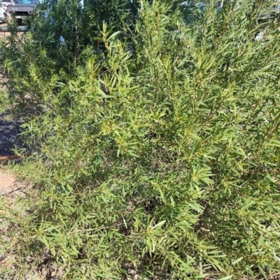 Eremophila deserti (Turkey Bush) at Muttaburra, QLD - 5 Aug 2023 by LyndalT