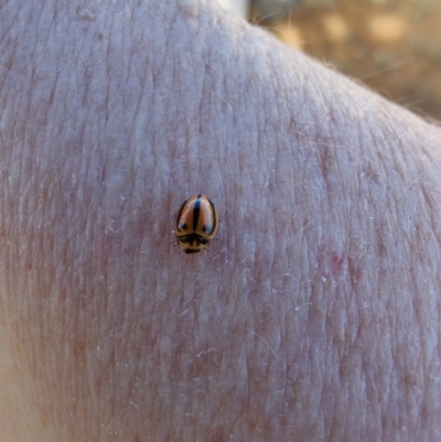 Micraspis frenata (Striped Ladybird) at Muttaburra, QLD - 5 Aug 2023 by LyndalT