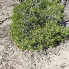 Eremophila deserti (Turkey Bush) at Tambo, QLD - 6 Aug 2023 by LyndalT