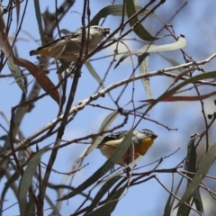 Pardalotus punctatus at Acton, ACT - 12 Oct 2023