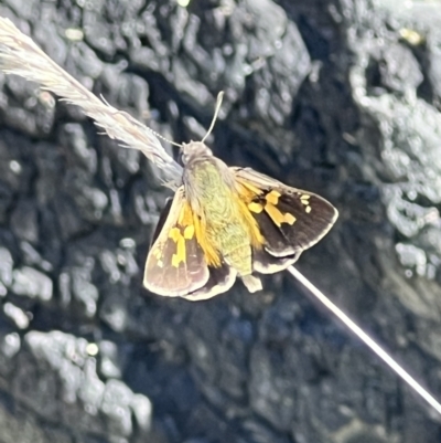 Trapezites phigalioides (Montane Ochre) at Tuggeranong, ACT - 11 Oct 2023 by Safarigirl