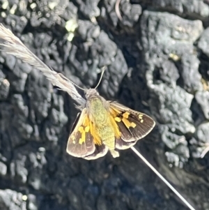 Trapezites phigalioides at Tuggeranong, ACT - 11 Oct 2023