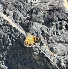 Trapezites phigalioides at Tuggeranong, ACT - 11 Oct 2023