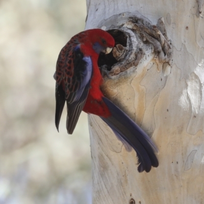 Platycercus elegans (Crimson Rosella) at Canberra Central, ACT - 12 Oct 2023 by AlisonMilton