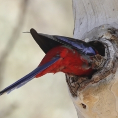 Platycercus elegans at Canberra Central, ACT - 12 Oct 2023