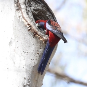 Platycercus elegans at Canberra Central, ACT - 12 Oct 2023