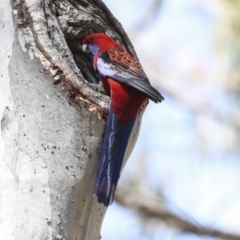 Platycercus elegans at Canberra Central, ACT - 12 Oct 2023