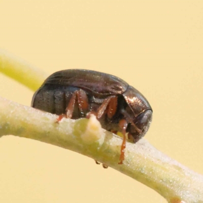 Ditropidus sp. (genus) (Leaf beetle) at Turner, ACT - 10 Oct 2023 by ConBoekel