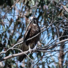 Falco berigora (Brown Falcon) at Woodstock Nature Reserve - 30 Sep 2023 by Untidy