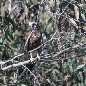 Falco berigora at Coree, ACT - 30 Sep 2023 01:31 PM