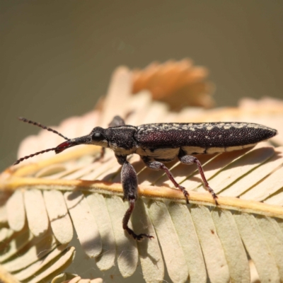 Rhinotia sp. (genus) (Unidentified Rhinotia weevil) at Sullivans Creek, Turner - 10 Oct 2023 by ConBoekel