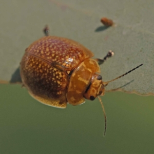 Paropsisterna decolorata at Turner, ACT - 10 Oct 2023