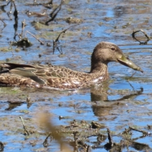 Spatula rhynchotis at Fyshwick, ACT - 11 Oct 2023