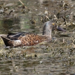 Spatula rhynchotis at Fyshwick, ACT - 11 Oct 2023