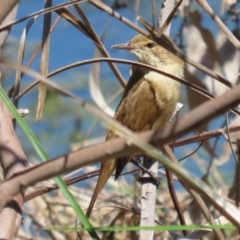 Acrocephalus australis at Fyshwick, ACT - 11 Oct 2023 12:21 PM