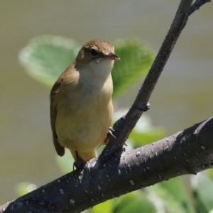 Acrocephalus australis at Fyshwick, ACT - 11 Oct 2023 12:21 PM