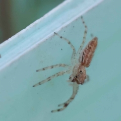 Helpis minitabunda (Threatening jumping spider) at Sullivans Creek, Turner - 10 Oct 2023 by ConBoekel
