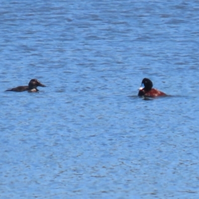 Oxyura australis (Blue-billed Duck) at Jerrabomberra Wetlands - 11 Oct 2023 by RodDeb