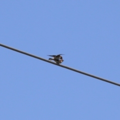 Petrochelidon ariel at Fyshwick, ACT - 11 Oct 2023 11:38 AM