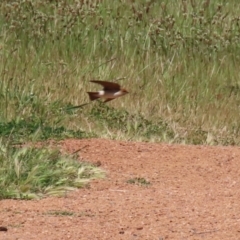 Petrochelidon ariel at Fyshwick, ACT - 11 Oct 2023 11:38 AM