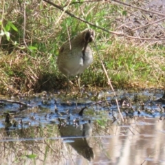 Gallinago hardwickii (Latham's Snipe) at Jerrabomberra Wetlands - 11 Oct 2023 by RodDeb