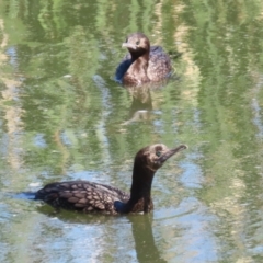 Phalacrocorax sulcirostris (Little Black Cormorant) at Jerrabomberra Wetlands - 11 Oct 2023 by RodDeb