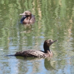 Phalacrocorax sulcirostris at Fyshwick, ACT - 11 Oct 2023 12:37 PM