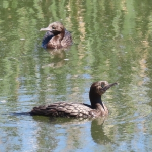 Phalacrocorax sulcirostris at Fyshwick, ACT - 11 Oct 2023 12:37 PM