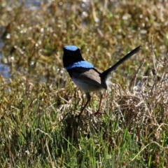 Malurus cyaneus at Fyshwick, ACT - 11 Oct 2023