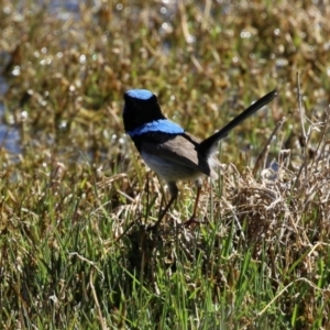 Malurus cyaneus at Fyshwick, ACT - 11 Oct 2023