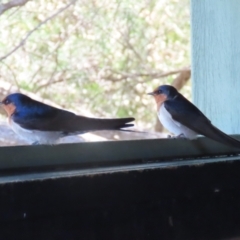 Hirundo neoxena (Welcome Swallow) at Jerrabomberra Wetlands - 11 Oct 2023 by RodDeb