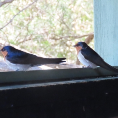 Hirundo neoxena (Welcome Swallow) at Jerrabomberra Wetlands - 11 Oct 2023 by RodDeb