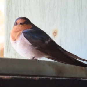 Hirundo neoxena at Fyshwick, ACT - 11 Oct 2023