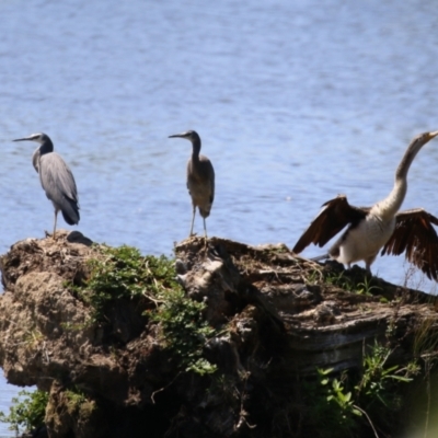 Egretta novaehollandiae (White-faced Heron) at Jerrabomberra Wetlands - 11 Oct 2023 by RodDeb