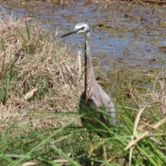 Egretta novaehollandiae at Fyshwick, ACT - 11 Oct 2023