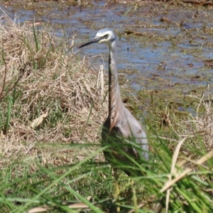 Egretta novaehollandiae at Fyshwick, ACT - 11 Oct 2023