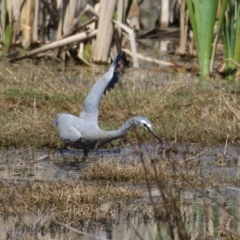 Egretta novaehollandiae at Fyshwick, ACT - 11 Oct 2023