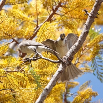 Philemon corniculatus (Noisy Friarbird) at Broulee, NSW - 8 Oct 2023 by Gee