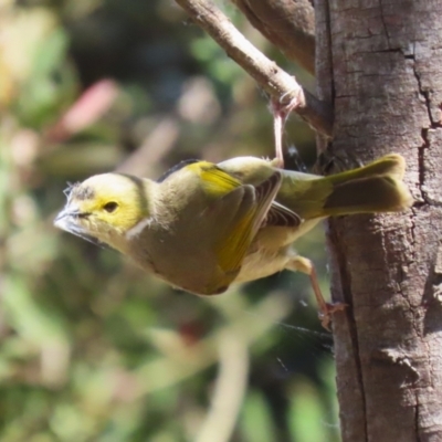 Ptilotula penicillata (White-plumed Honeyeater) at Jerrabomberra Wetlands - 11 Oct 2023 by RodDeb