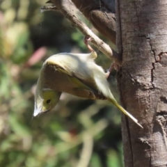 Ptilotula penicillata at Fyshwick, ACT - 11 Oct 2023