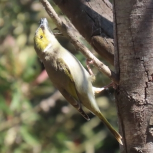 Ptilotula penicillata at Fyshwick, ACT - 11 Oct 2023