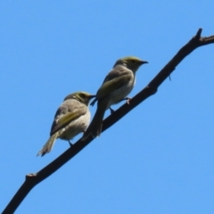 Ptilotula penicillata at Fyshwick, ACT - 11 Oct 2023