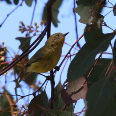 Acanthiza nana (Yellow Thornbill) at Fyshwick, ACT - 11 Oct 2023 by RodDeb