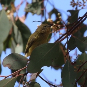 Acanthiza nana at Fyshwick, ACT - 11 Oct 2023