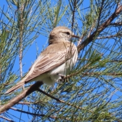 Lalage tricolor (White-winged Triller) at Fyshwick, ACT - 11 Oct 2023 by RodDeb