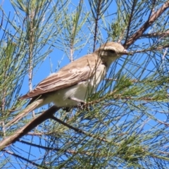 Lalage tricolor at Fyshwick, ACT - 11 Oct 2023 02:53 PM