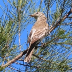 Lalage tricolor at Fyshwick, ACT - 11 Oct 2023 02:53 PM