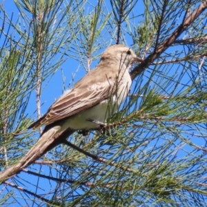 Lalage tricolor at Fyshwick, ACT - 11 Oct 2023 02:53 PM