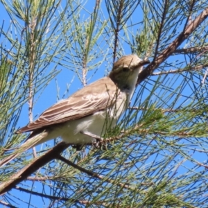 Lalage tricolor at Fyshwick, ACT - 11 Oct 2023 02:53 PM